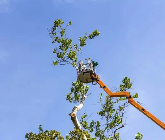 Poda de arboles en Boadilla del Monte