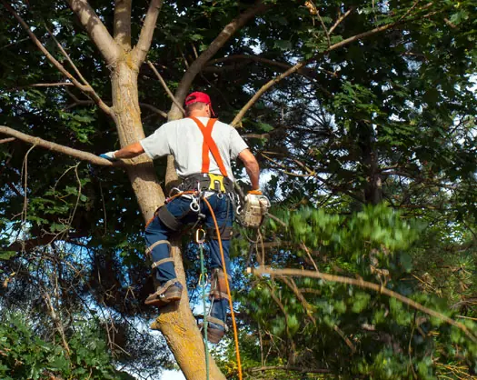 poda de arboles pozuelo de alarcon poda de arboles pozuelo de alarcon