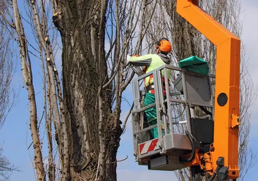 poda de arboles pozuelo de alarcon poda de arboles pozuelo de alarcon