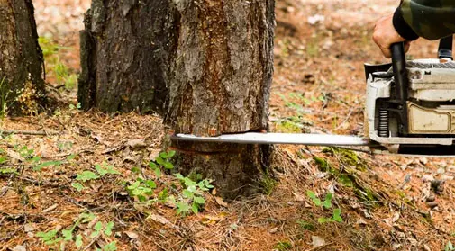 tala de arboles